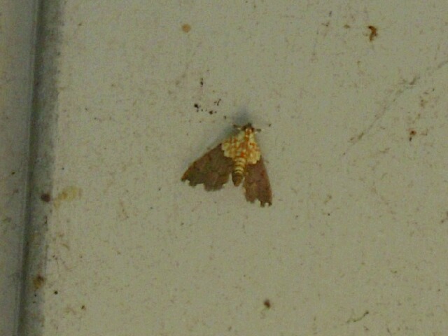 ������饵���Υᥤ����