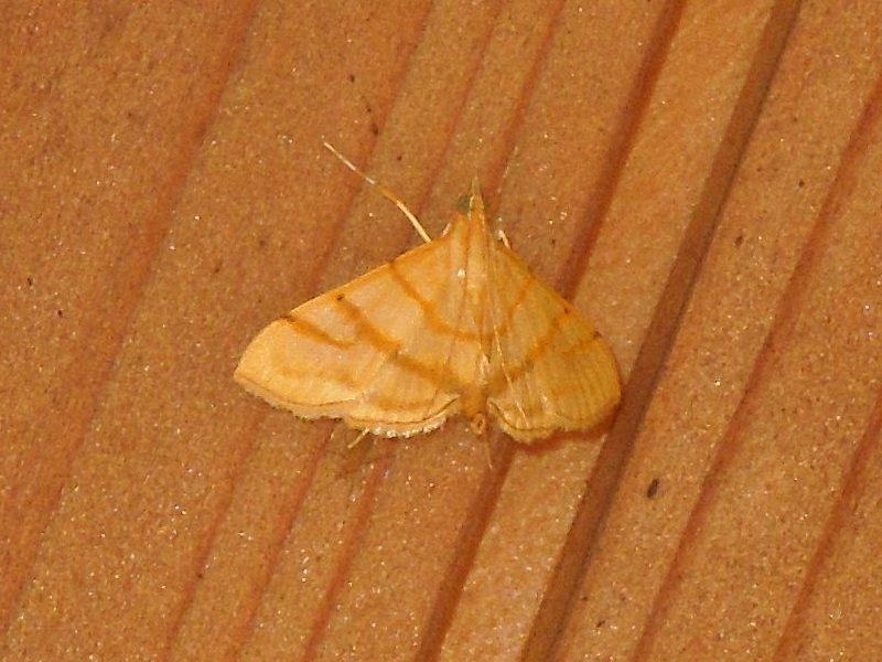 �ե��ޥ��Υᥤ��