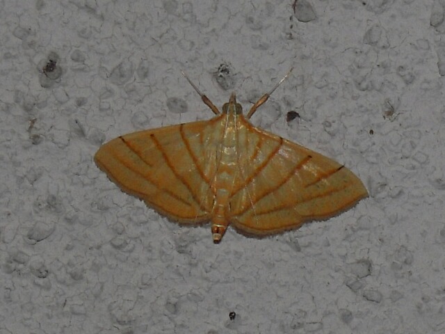 �襹���Υᥤ��