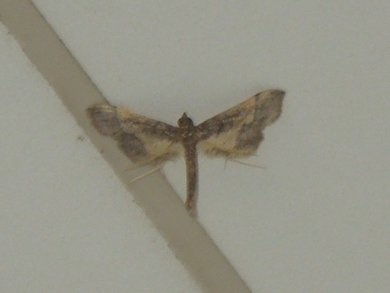 �ʥ����ӥΥᥤ��