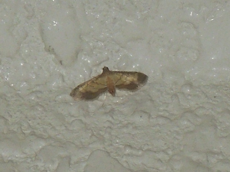 ���ͥϥ����Υᥤ��