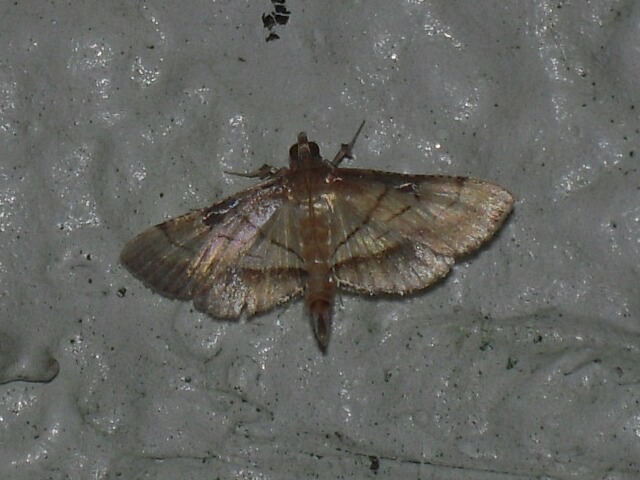 �ϥͥʥ����֥Υᥤ��