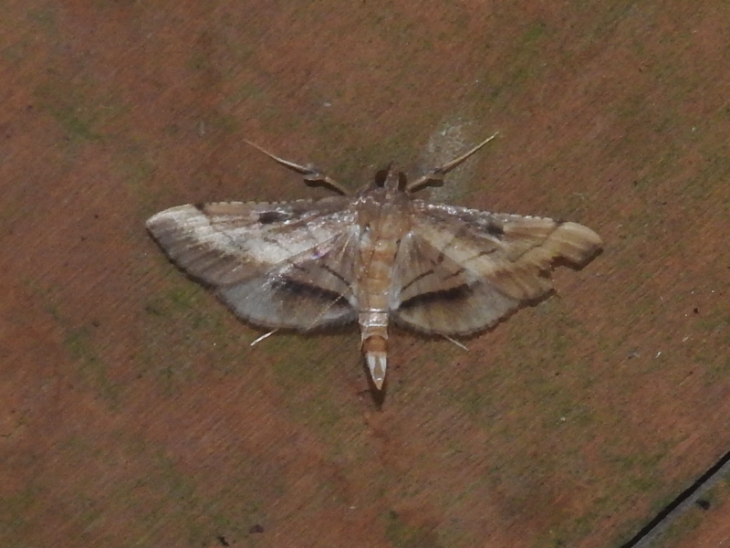 �ϥͥʥ����֥Υᥤ��