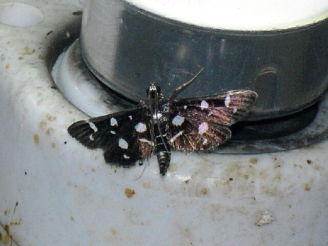 �������Υᥤ��