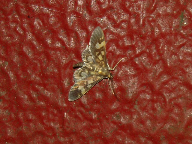 �ϥ�ʥ����ޥ���Υᥤ��