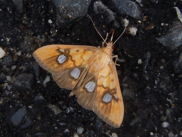 �����ҥȥ��Υᥤ��