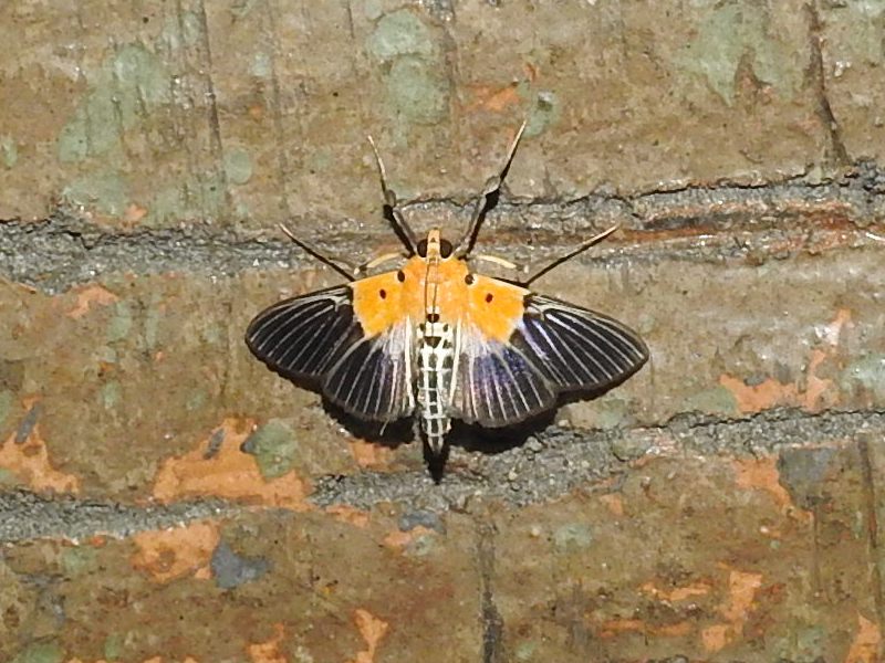 �ϥ���ޥΥᥤ��