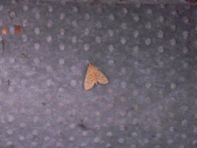 ���Υ��ޥ���Υᥤ��