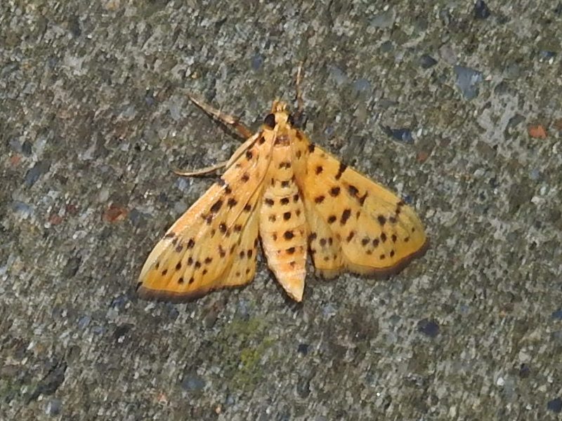 ���Υ��ޥ���Υᥤ��