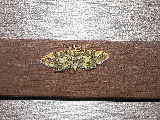 �����ƥ󥭥Υᥤ��