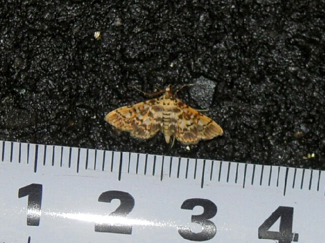 �����ƥ󥭥Υᥤ��