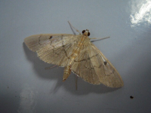 �ۥ��ߥ����Υᥤ��