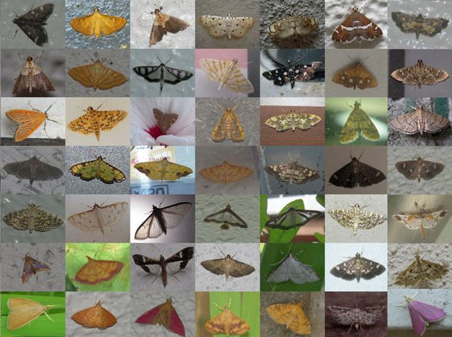 �Υᥤ������