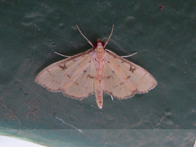 �����إꥭ�Υᥤ��