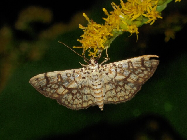 �勵�Υᥤ��