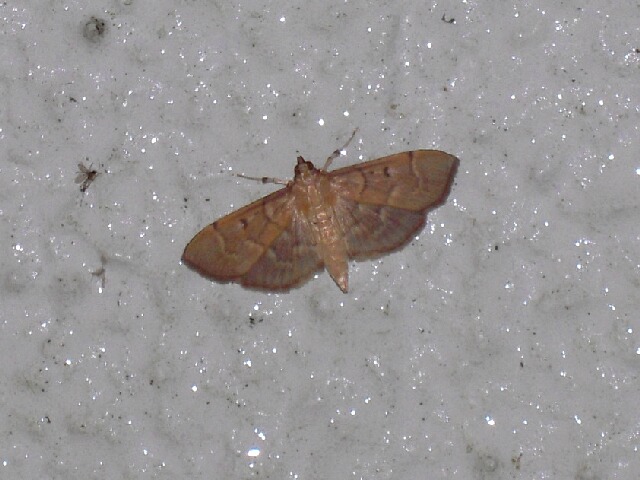 �����ĥ������Υᥤ��