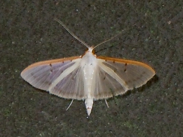 �ޥ������������Υᥤ��