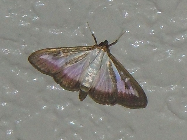 �ĥ��Υᥤ��