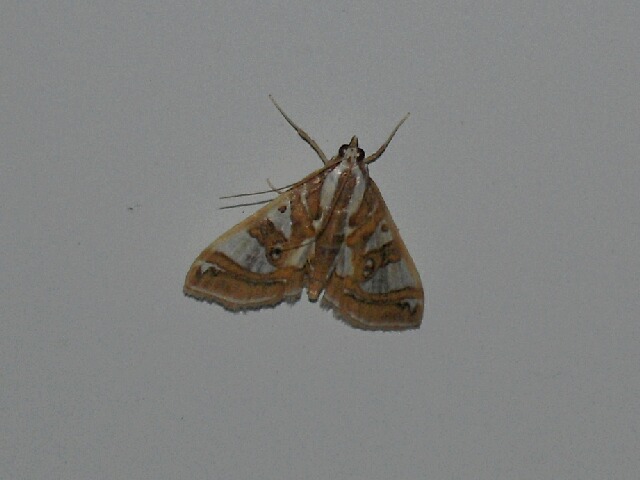 ���ӥ������Υᥤ��