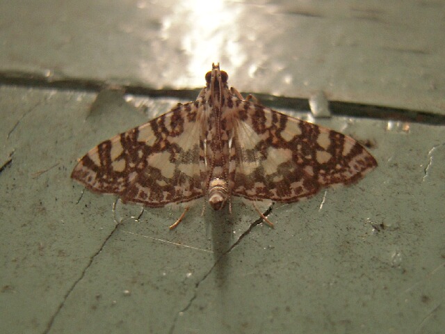 �����ޥ���Υᥤ��