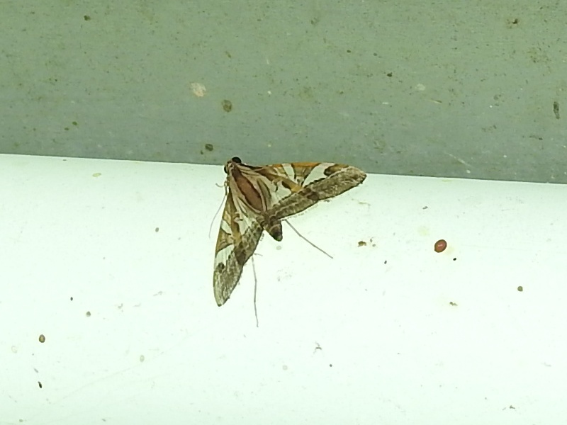 ��������Υᥤ��