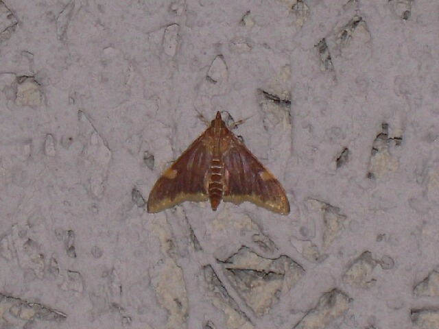 �����ۥ��ХΥᥤ��