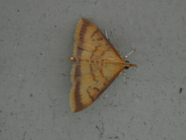 �������Υᥤ��