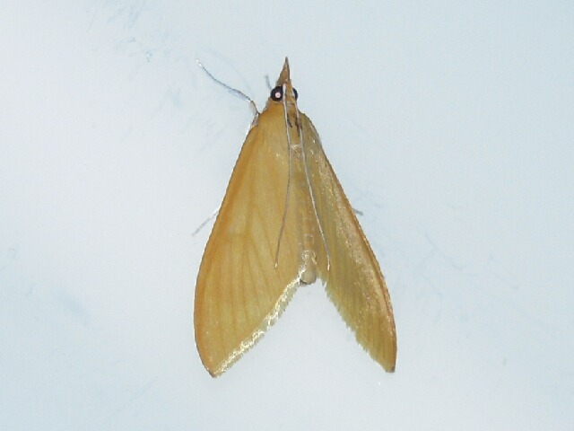 ���٥�ϥͥܥ��Υᥤ��