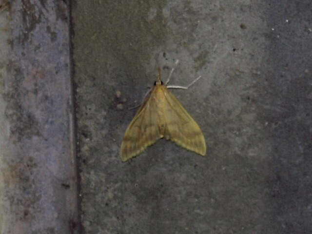 �����ХΥᥤ��