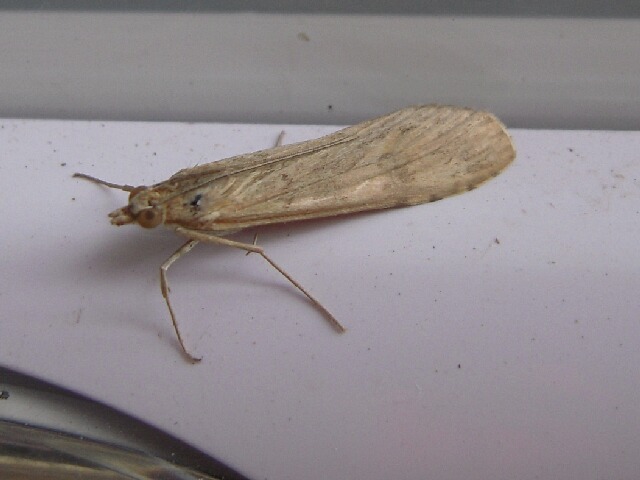 ワモンノメイガ