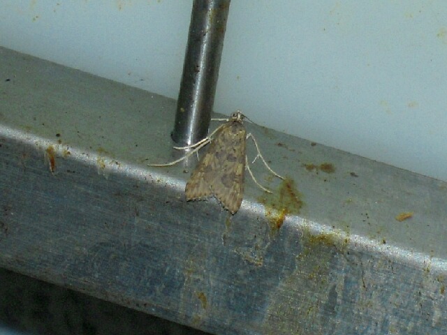 ワモンノメイガ