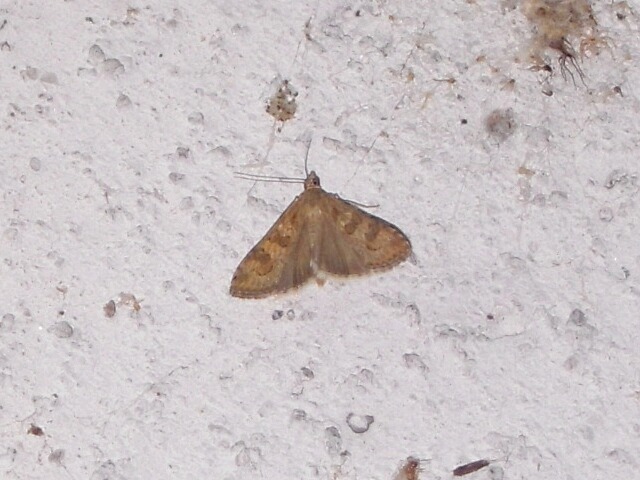 ワモンノメイガ