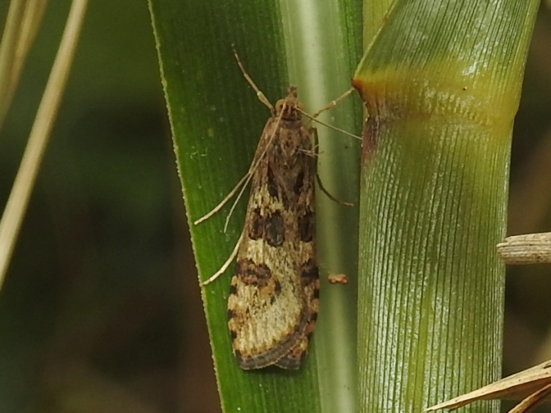 ����Υᥤ��