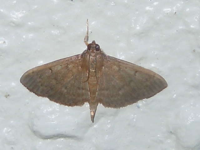 クロオビクロノメイガ?