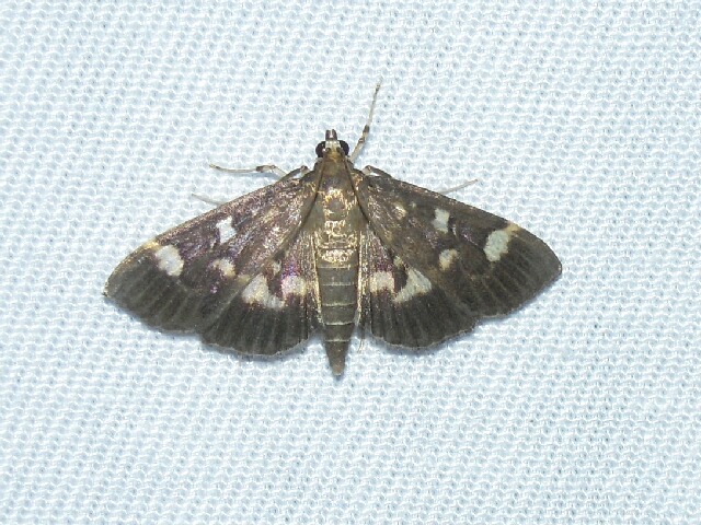 ��󥭥����Υᥤ��