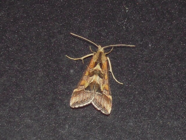 ������ҥ�Υᥤ��