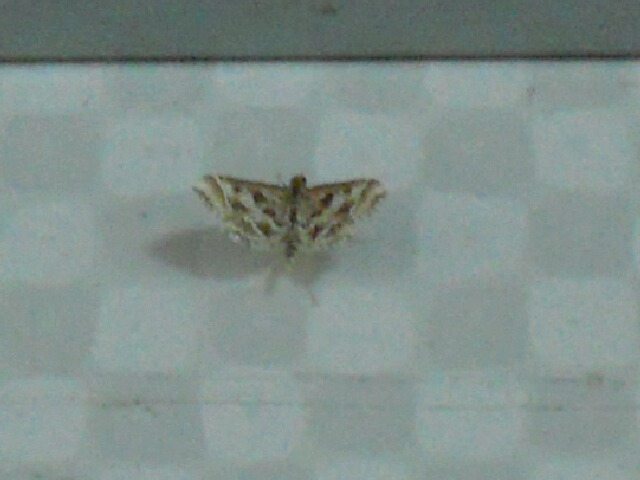 ��������ҥ�Υᥤ��