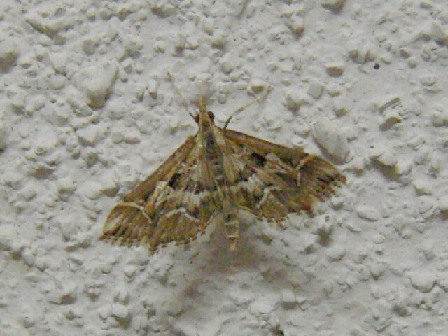 ��������ҥ�Υᥤ��