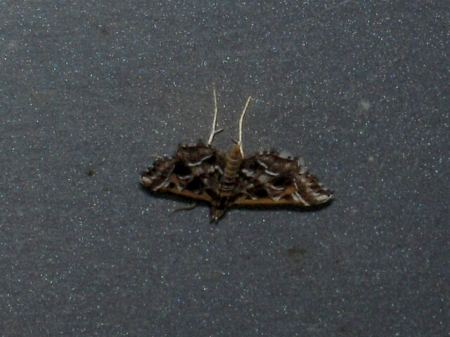 ��������ҥ�Υᥤ��