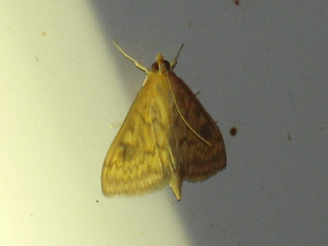 ����Υᥤ��������