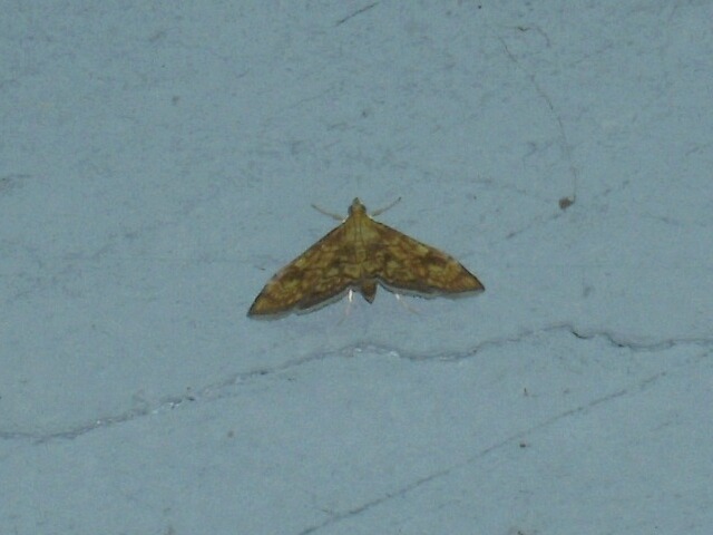 �����ҥ�ȥ���Υᥤ��