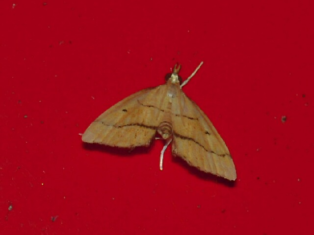 �����������Υᥤ��