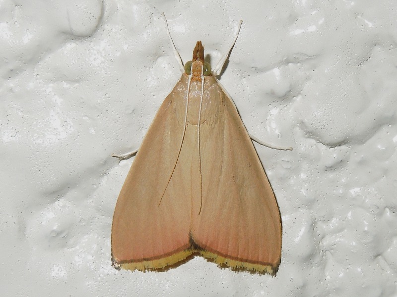 ���ʥ����Υᥤ��