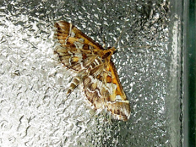 シロアヤヒメノメイガ