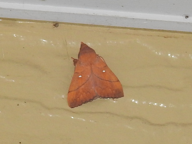 ��󥴥����