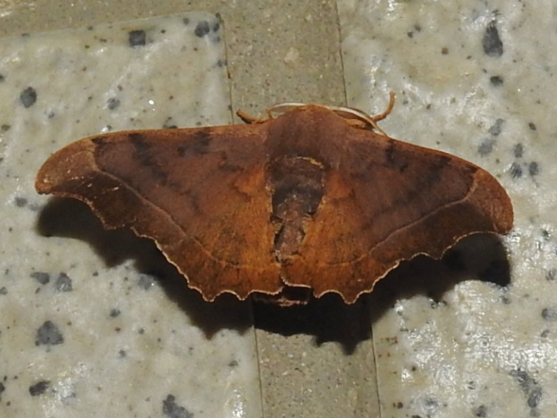 �������若��ɥ�