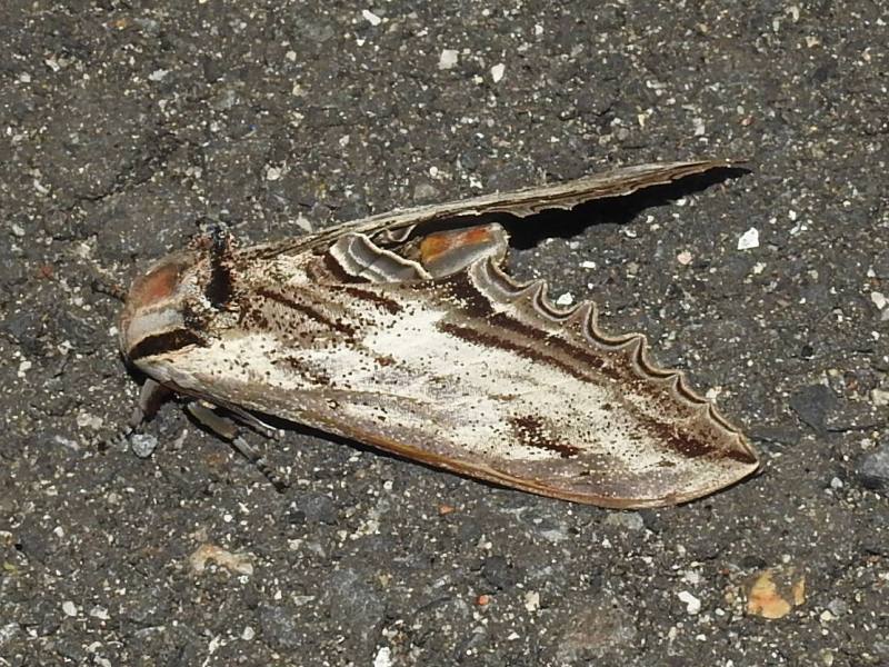 ��������եꥹ����