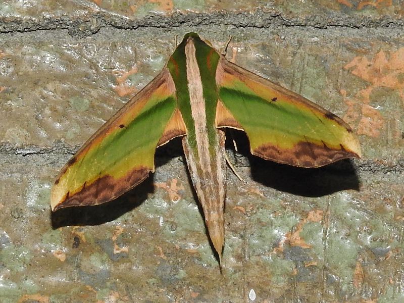 �ߥɥꥹ����