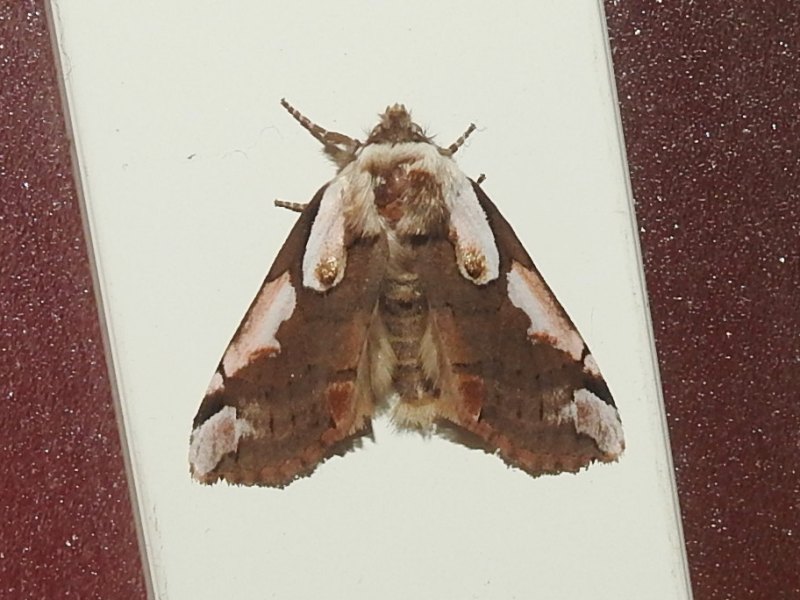 �����٥˥ȥ����