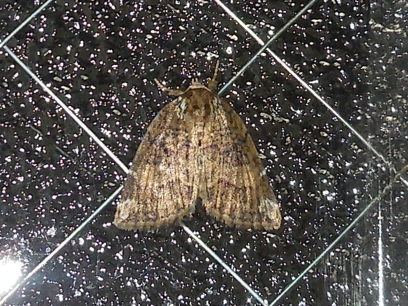 ���������ȥ����